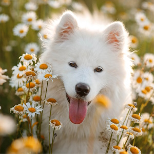 Cane