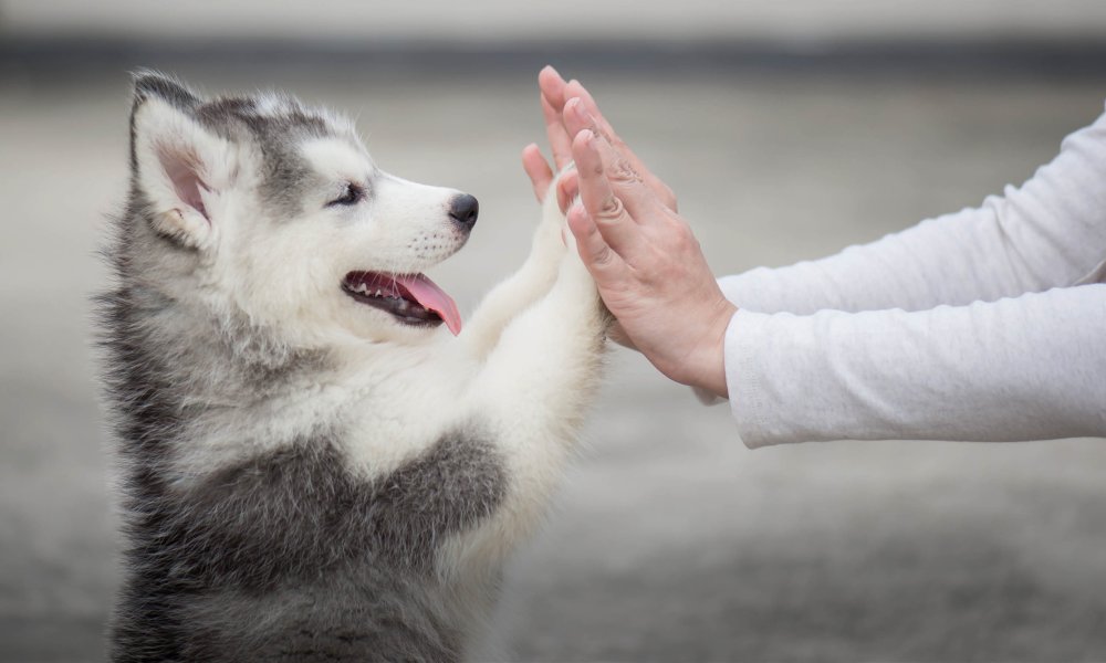Snack sani per il tuo cane: 10 Suggerimenti