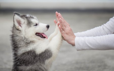 Snack sani per il tuo cane: 10 Suggerimenti
