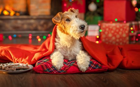 Gli snack più gustosi da mettere sotto l’albero di Natale