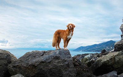 I 10 migliori croccantini per cani del 2024