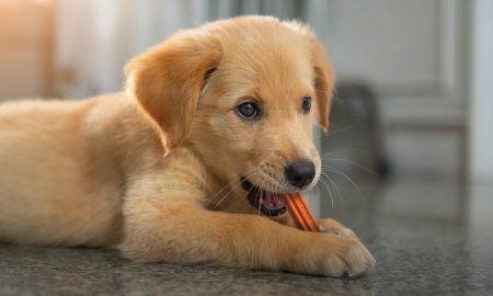I benefici degli articoli per la masticazione dentali