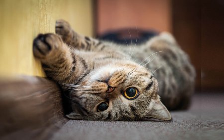 Vizia il tuo gatto con questi deliziosi snack per gatti!