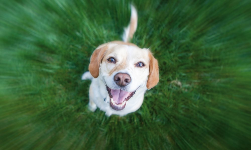Vuoi fare attività all’aperto con il tuo cane? Dagli questi snack da addestramento!