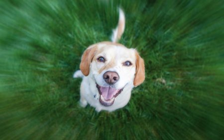 Vuoi fare attività all’aperto con il tuo cane? Dagli questi snack da addestramento!