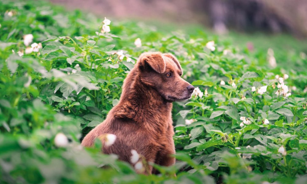 I cani possono mangiare le patate dolci?