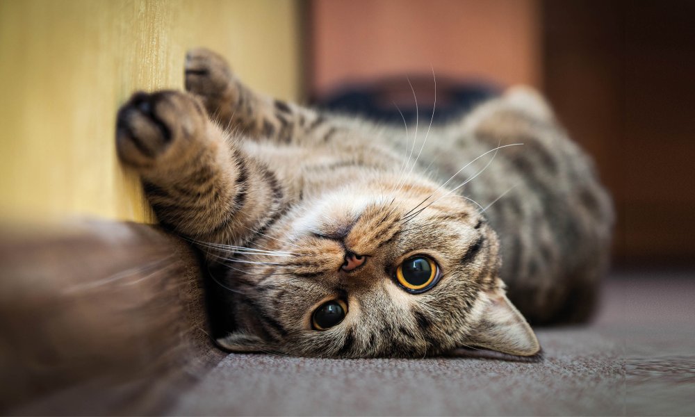 Vizia il tuo gatto con questi deliziosi snack per gatti!