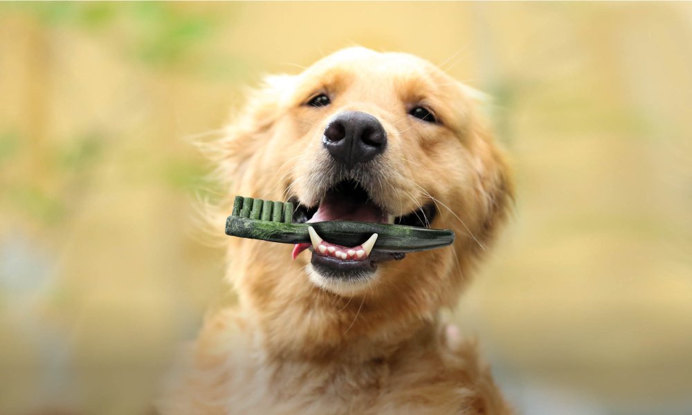 Consigli per la pulizia dentale dei cani