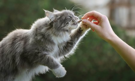 Snack di pesce per gatti