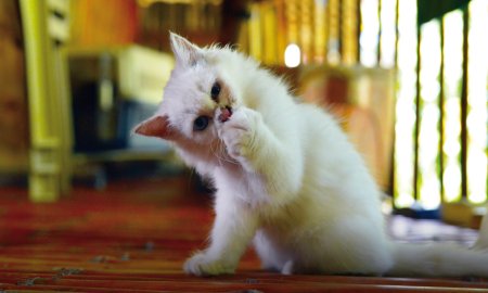 Cinque snack salutari per il tuo gattino