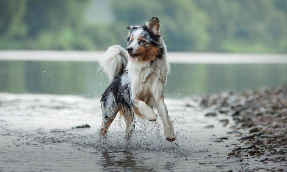 Pesce per il tuo cane? Una decisione salutare!