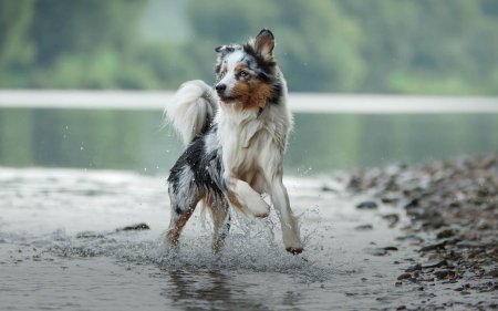 Pesce per il tuo cane? Una decisione salutare!