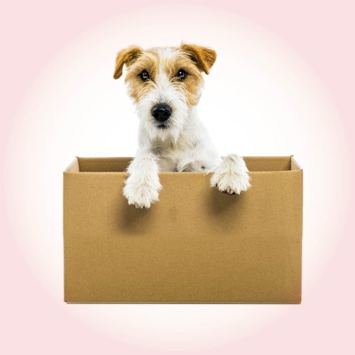 Che gli snack per cani vengano a te