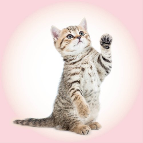 Che gli snack per cani vengano a te