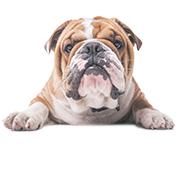 Snack per cani a base di pollo e pesce