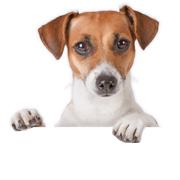 Snack vegetariani per i denti dei cani