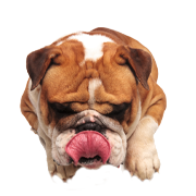 Snack speciali per cani