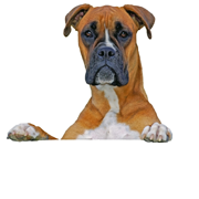 Snack naturali per cani