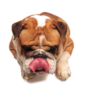 Nutrizione premium naturale per gli animali da compagnia