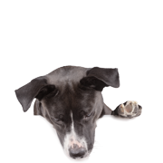 Snack per cani in pelle cruda