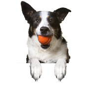 Croccantini per cani