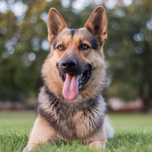 Cani di taglia grande