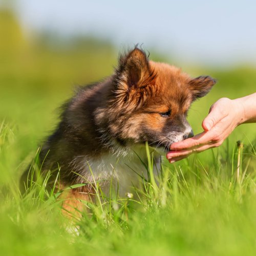 Ad alto contenuto proteico