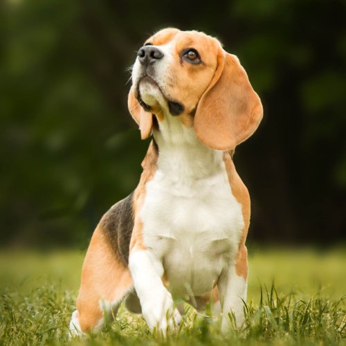 Cani di taglia media