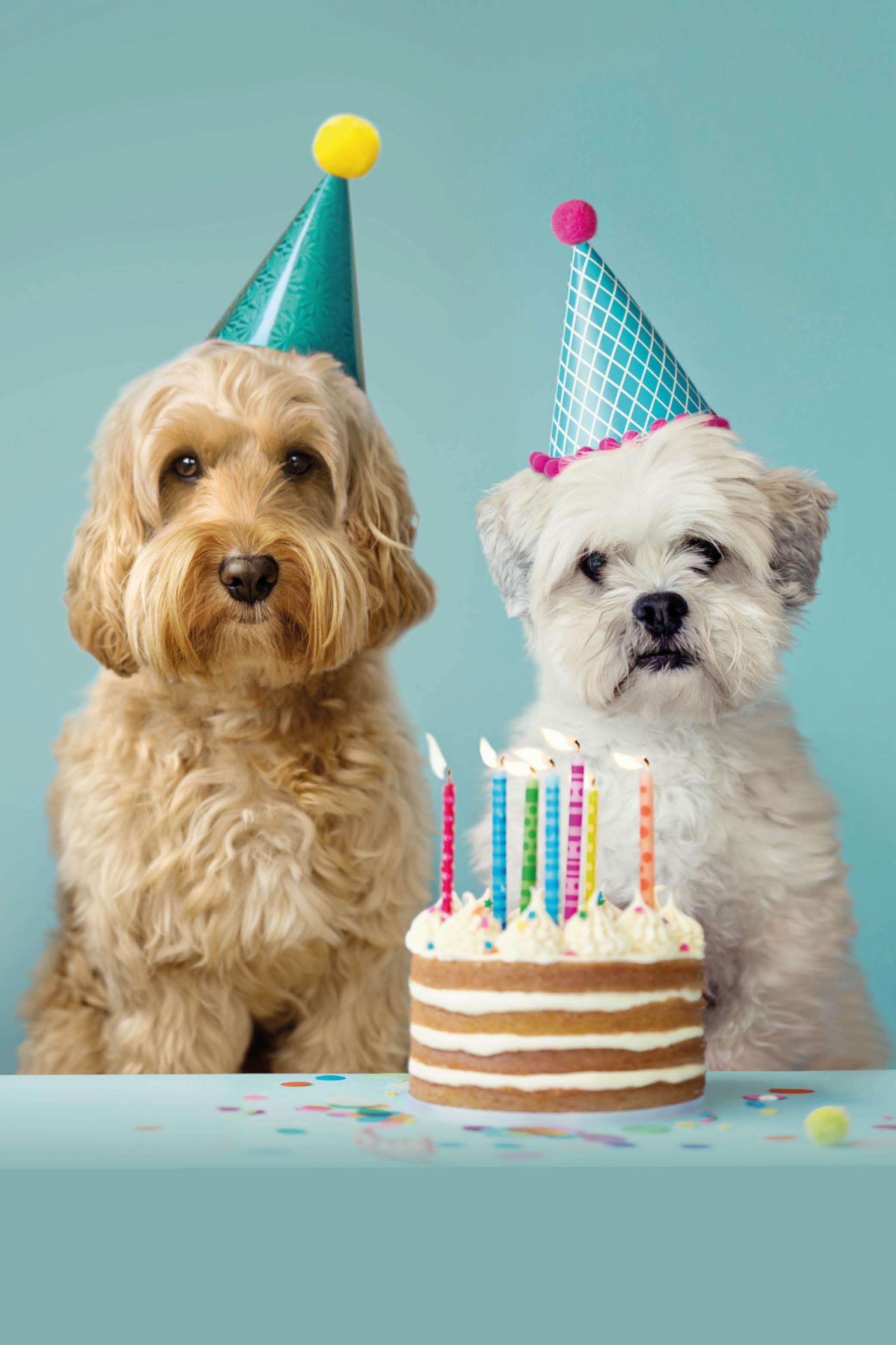 Pacchetto Giornata Mondiale degli Animali per cani