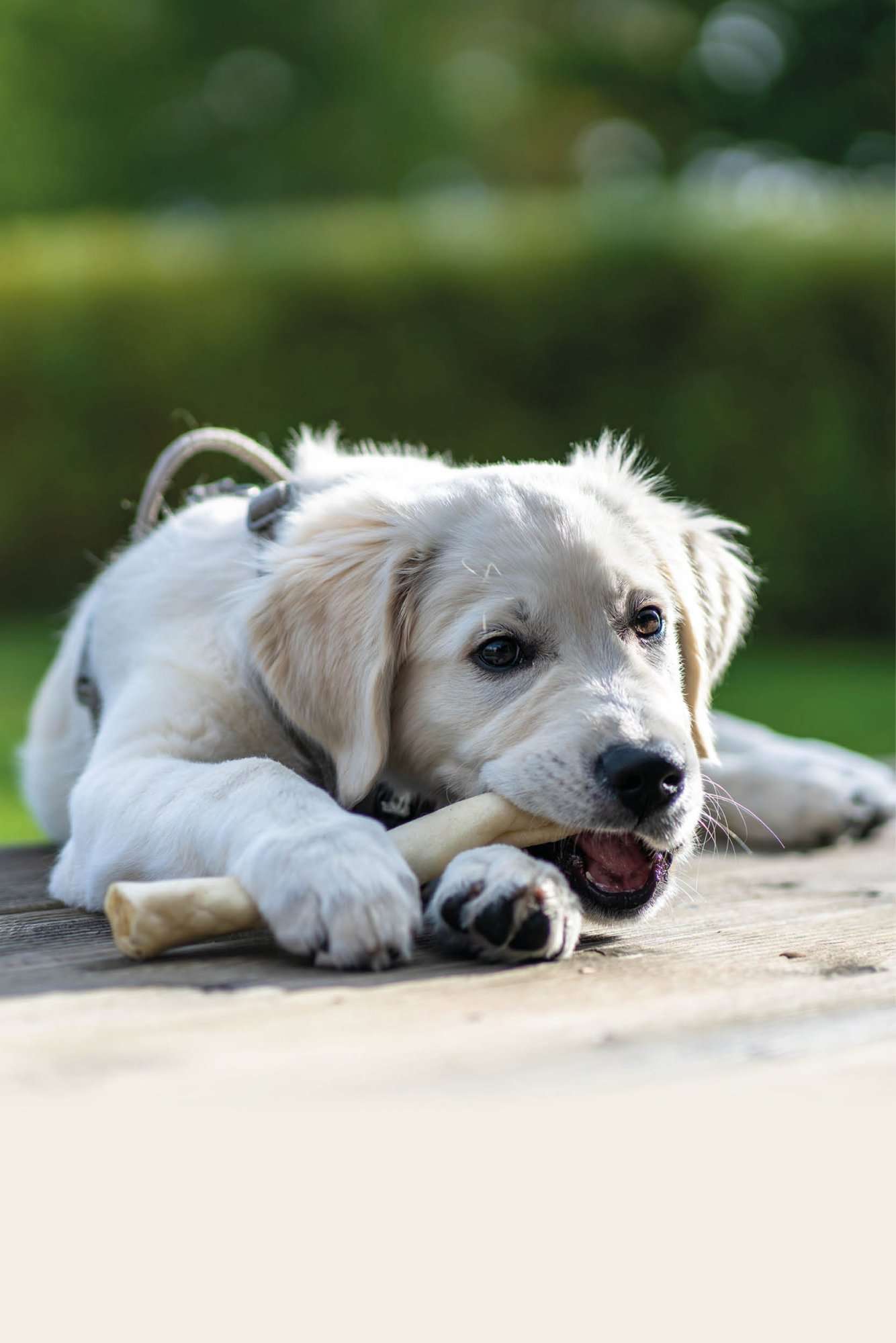 Scopri la pelle cruda