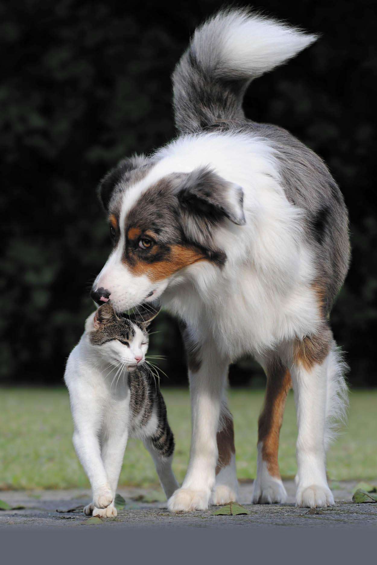 Loro scodinzolare di gioia