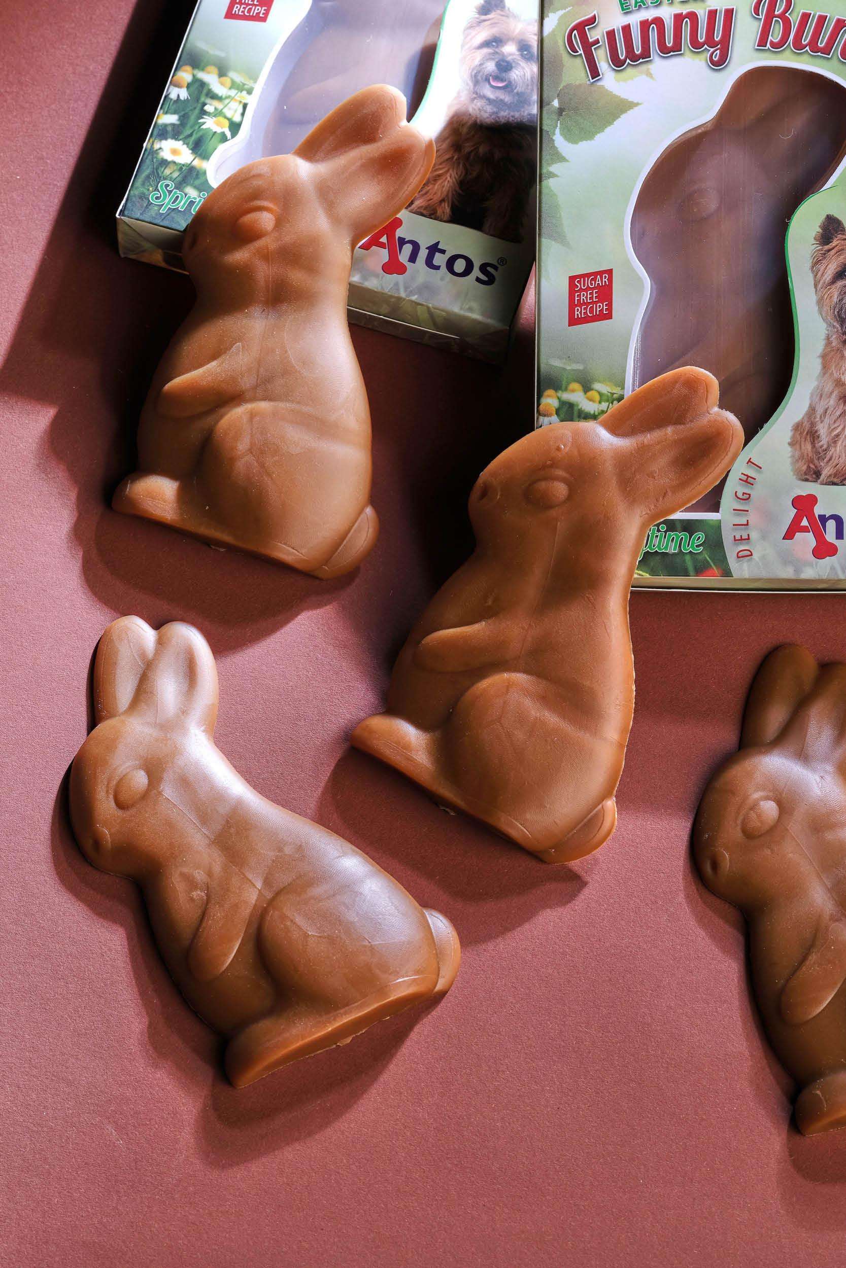 Pasqua per il tuo cane