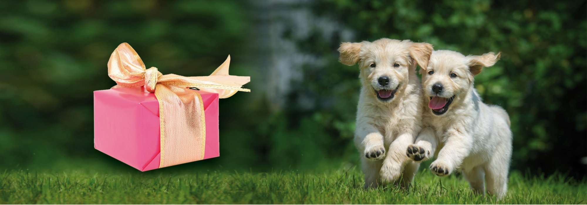 Cuccioli appena nati