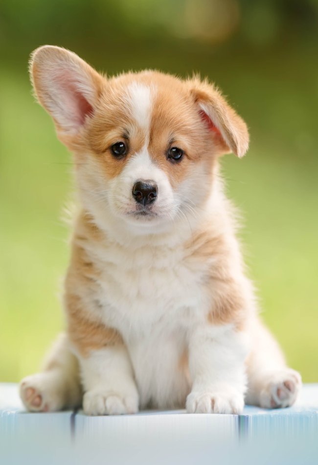 Dai il benvenuto al nuovo cucciolo