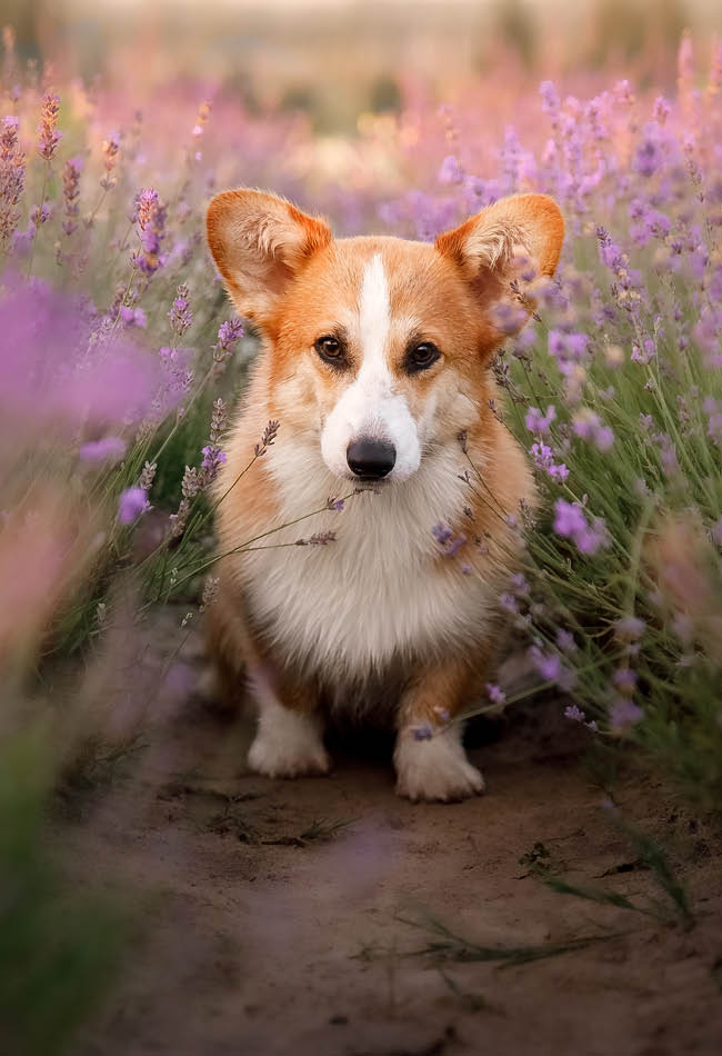 Gli snack più votati che gli animali domestici amano letteralmente
